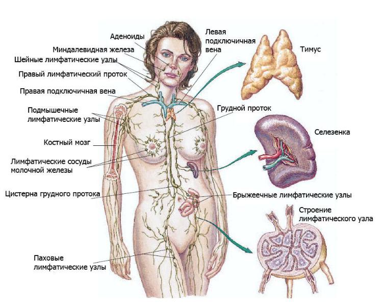 Лимфоузлы человека расположение схема у женщин