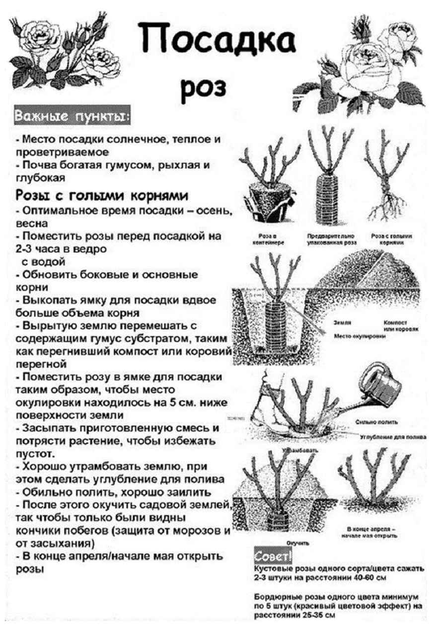 Посадить саженец розы в грунт. Посадка роз весной в открытый грунт с открытой корневой системой. Схема посадки роз Остина. Посадка чайно гибридных роз. Схема посадки плетистой розы.