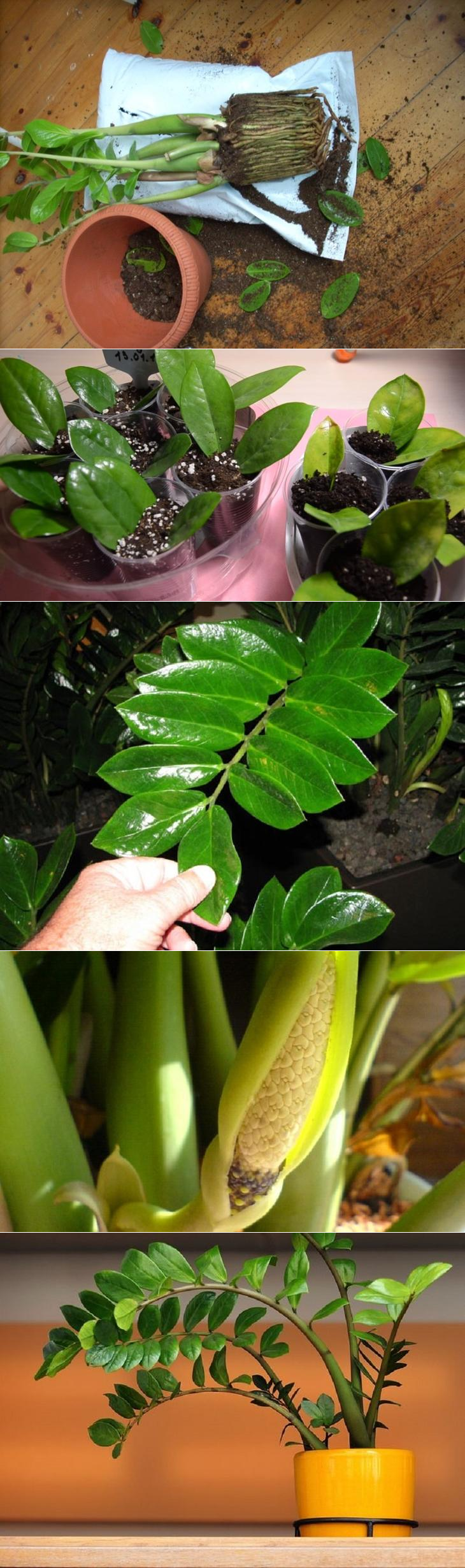 Замиокулькас пересадка в домашних условиях и размножение. Замиокулькас. Растение замиокулькас. Замиокулькас или долларовое дерево. Замиокулькас цветет.