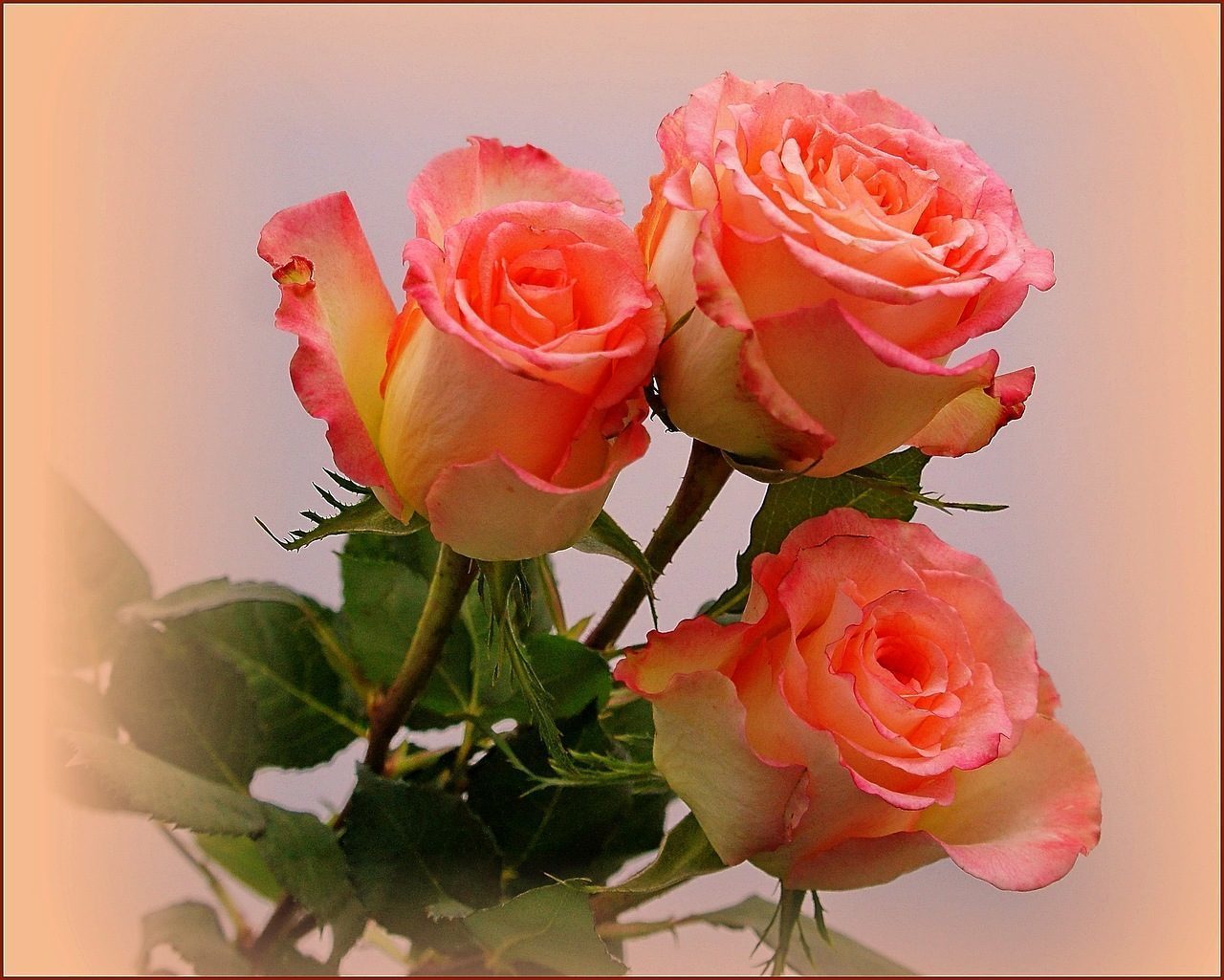 Букет цветов счастье. С днем рождения розы. Открытки с розами. Цветы для подруги. Розы для подруги.