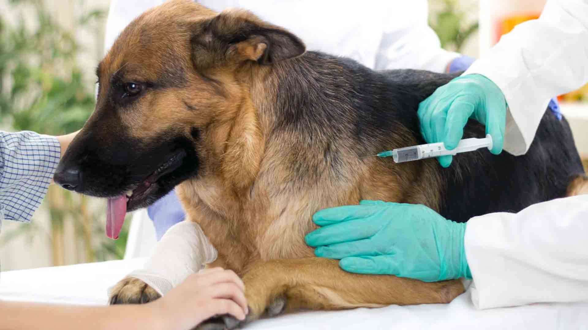 Прививка от бешенства собаке когда можно. Вакцинация животных. Иммунизация животных. Вакцинация Ветеринария. Вакцинация против бешенства собак.