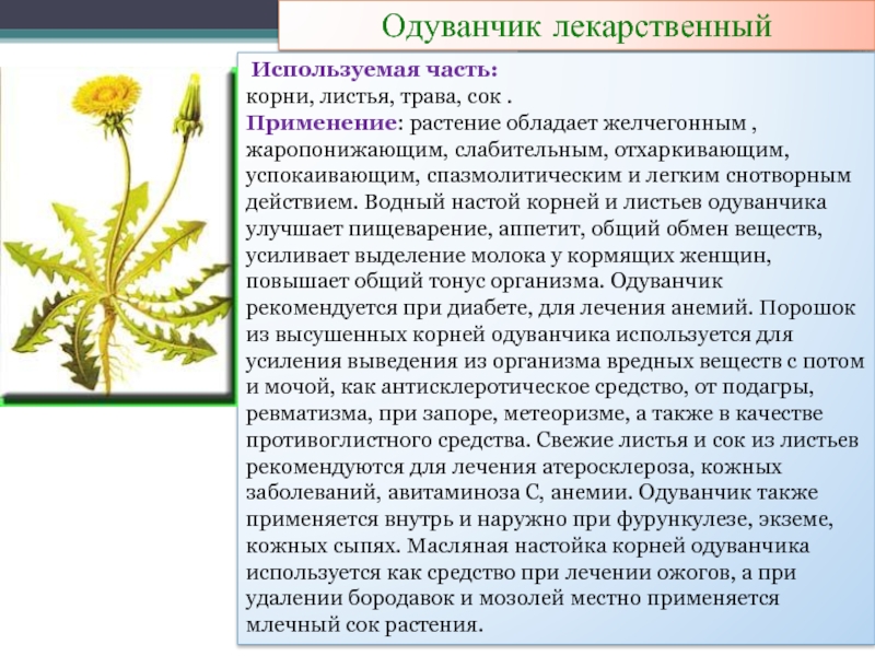 Чем полезны цветы одуванчика для организма человека