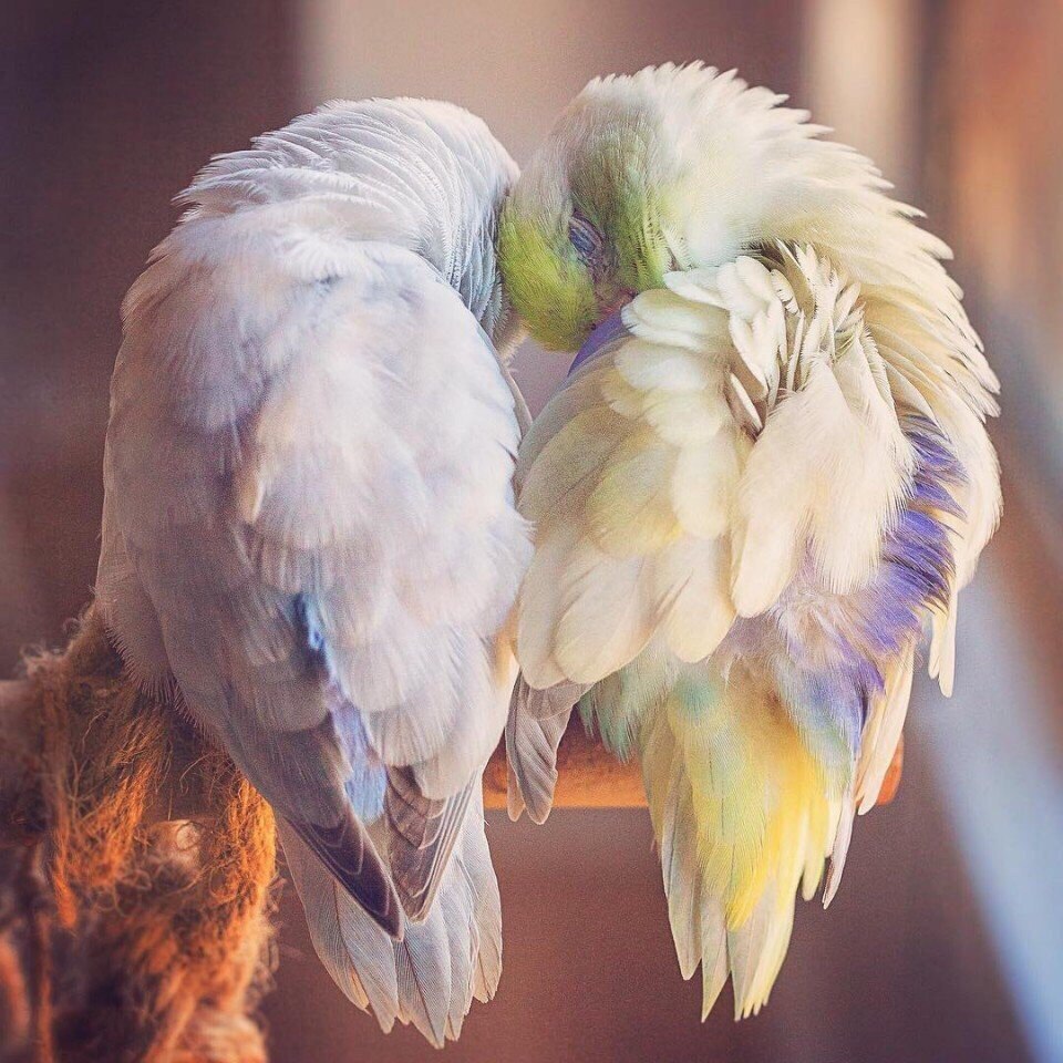 фото птиц парами