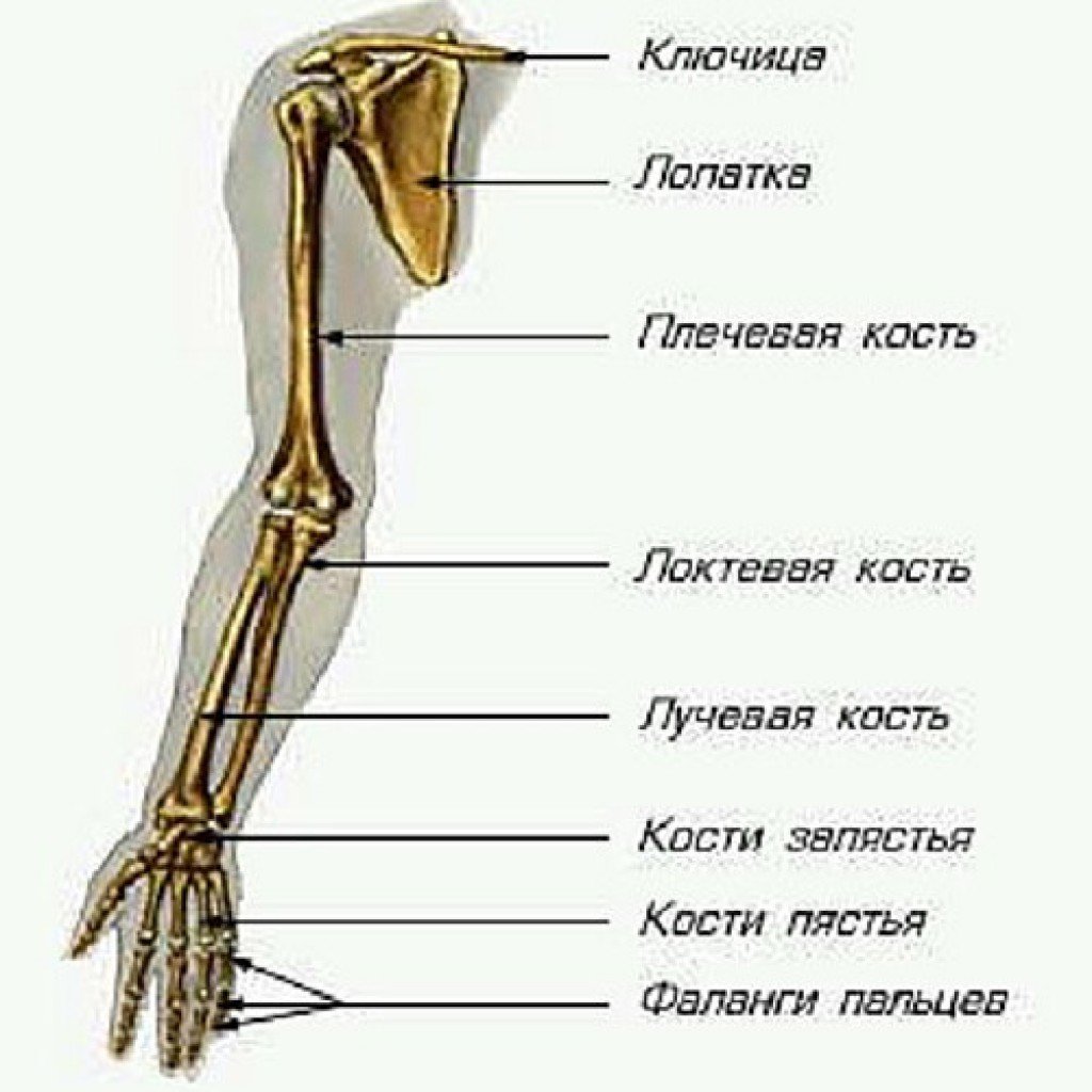 Строение костей руки человека