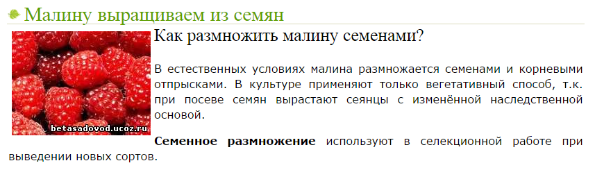 Как сажать малину. Семена малины. Размножение малины сем. Размножение малины семенами. Выращивание малины из семян