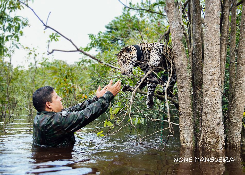 В раненую реку не войдешь. Опасные джунгли. Наводнение в джунглях. Ягуар Джикитая Бразилия. Ягуар в джунглях.