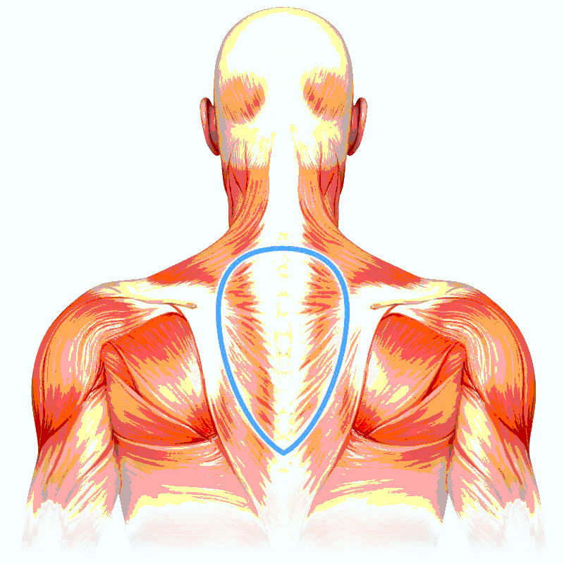 Трапециевидная мышца спины анатомия картинки для массажа
