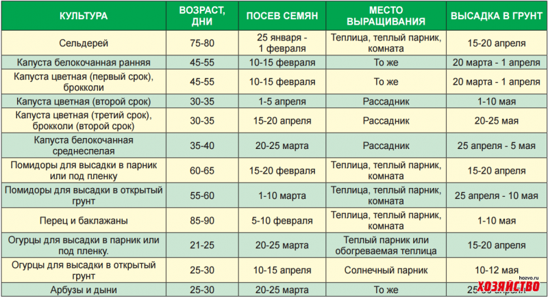 Сроки посева сельдерея