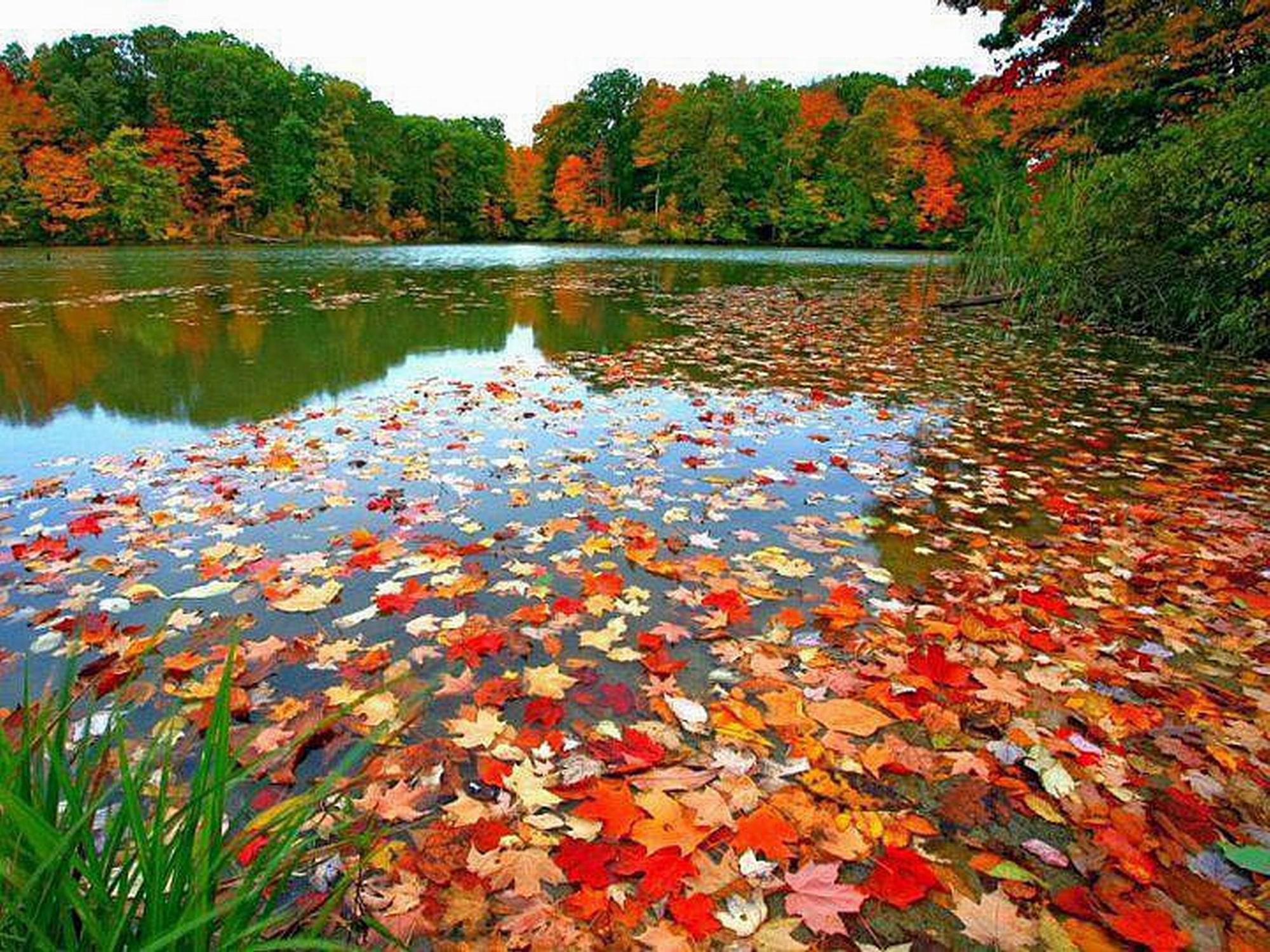 Вот и пришла разноцветная осень. Осень. Яркие краски осени. Осенняя природа. Красивая осень.