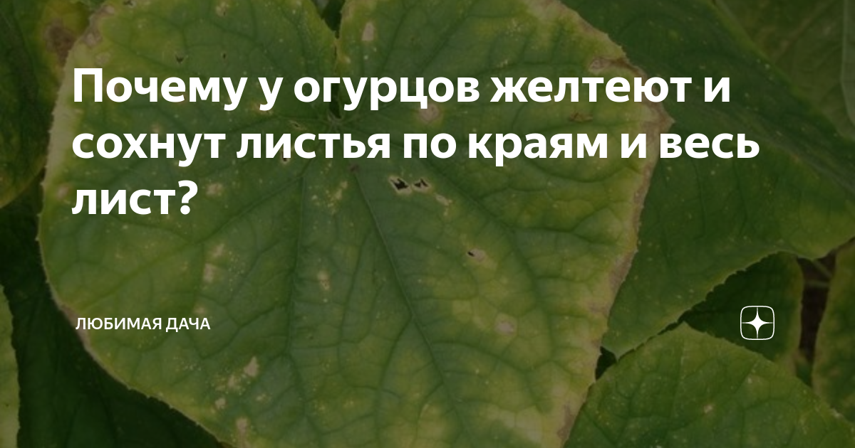 Желтеет край листа огурцов что делать. Подсыхает лист у огурца. У огурца сохнут края листьев. Листья огурцов желтеют по краям. Края листьев огурцов светлеют.