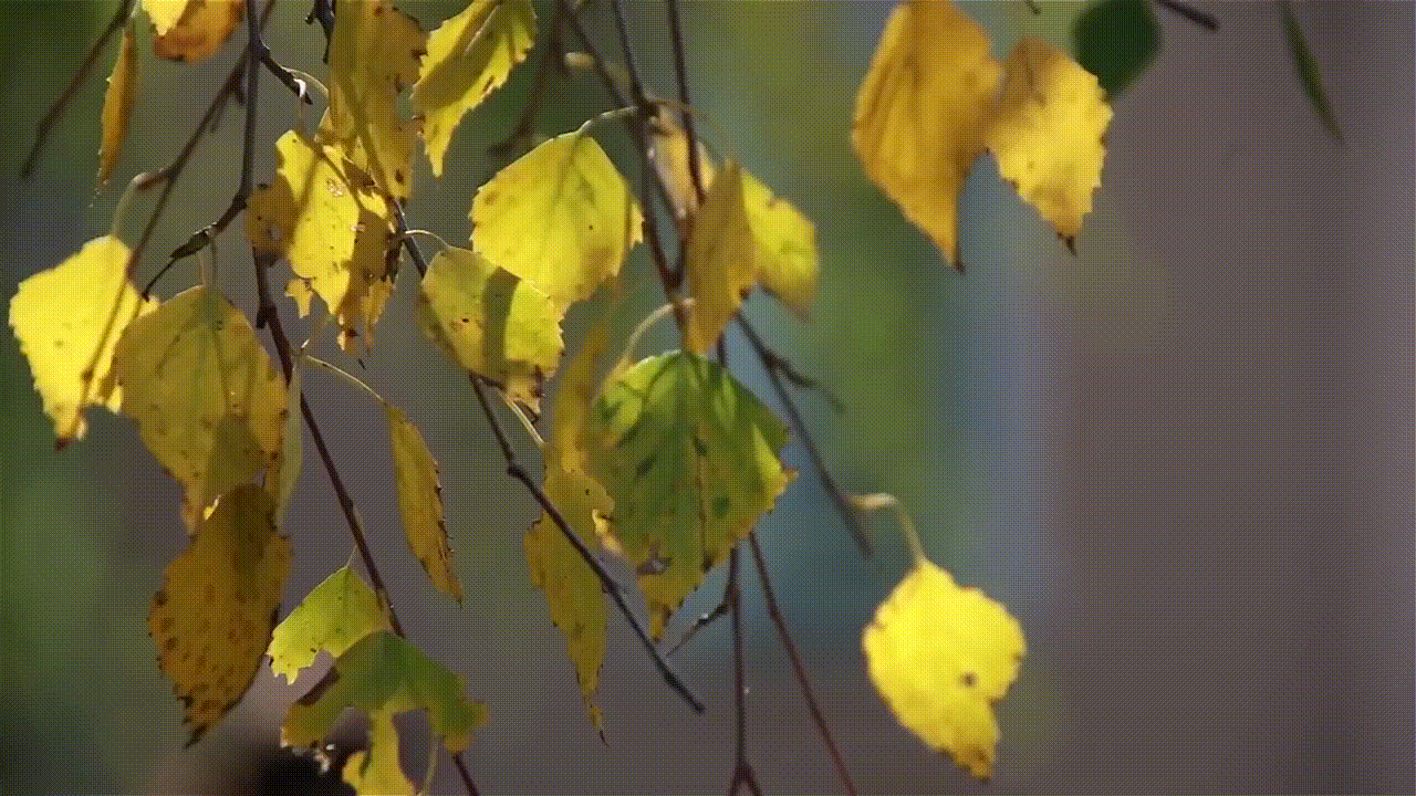 Летний среднеазиатский вечер сухо шелестят. Осенняя ветка березы. Берёза листья. Осенние листья березы. Ветка березы осенью.
