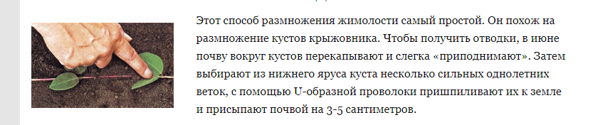 Как размножается жимолость. Размножение жимолости отводками летом. Укоренение жимолости зелеными черенками. Жимолость отводками. Размножение жимолости отводками.