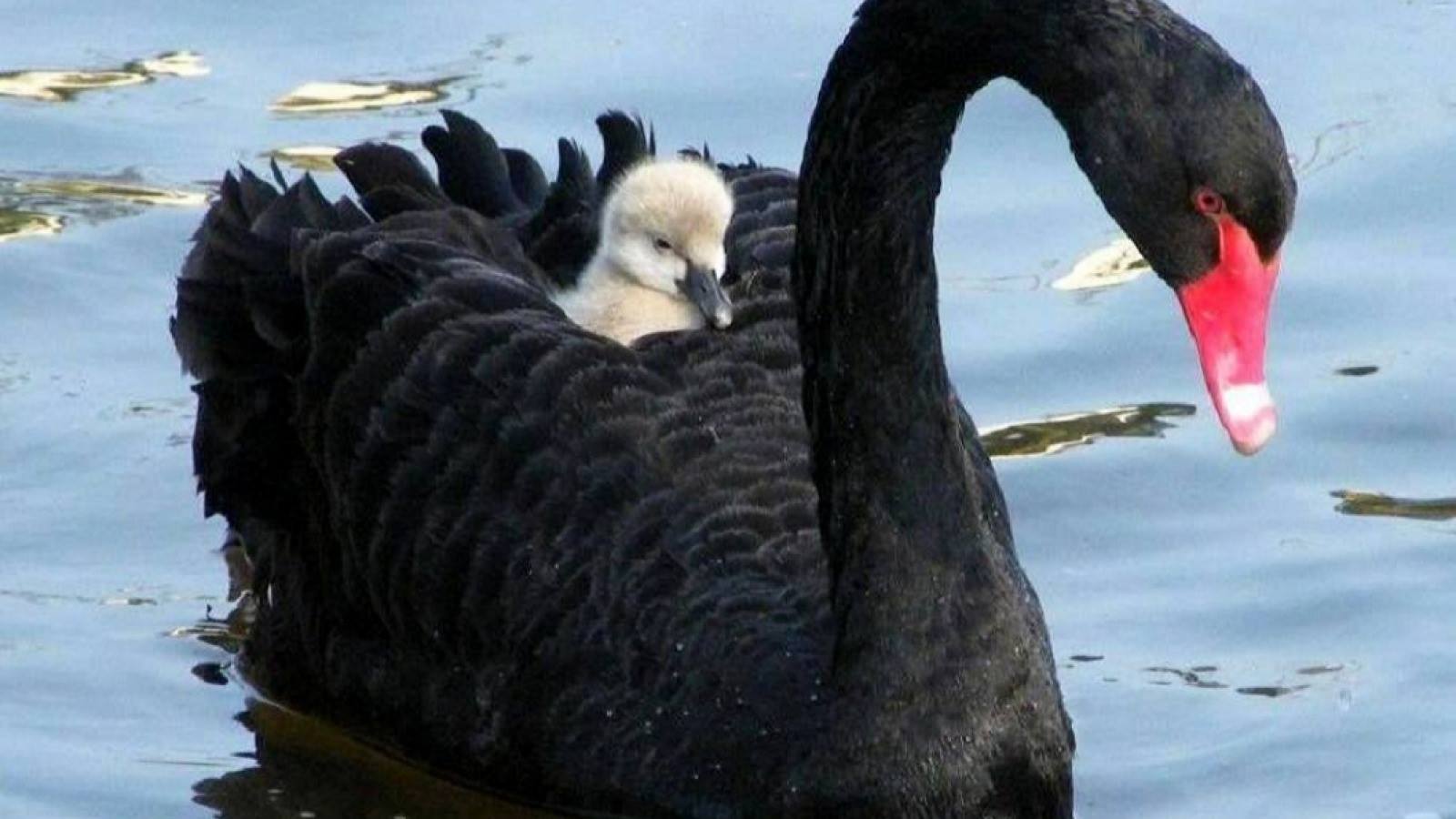 Черный лебедь характеристика. Черный лебедь птица. Австралийский черный лебедь. Cygnus atratus. Чёрный лебедь и белый лебедь.