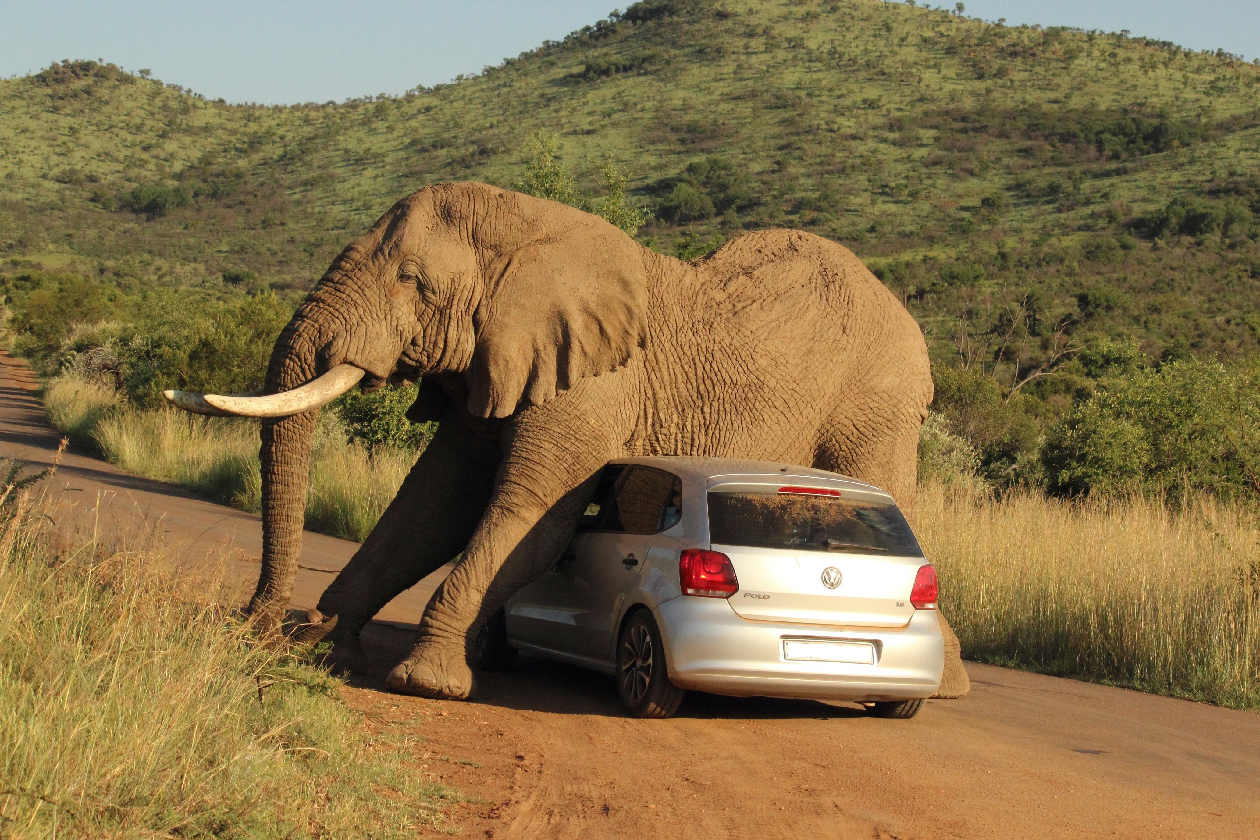 An elephant can climb. Смешные слоны. Африканский слон. Необычный слон. Слоны фото.