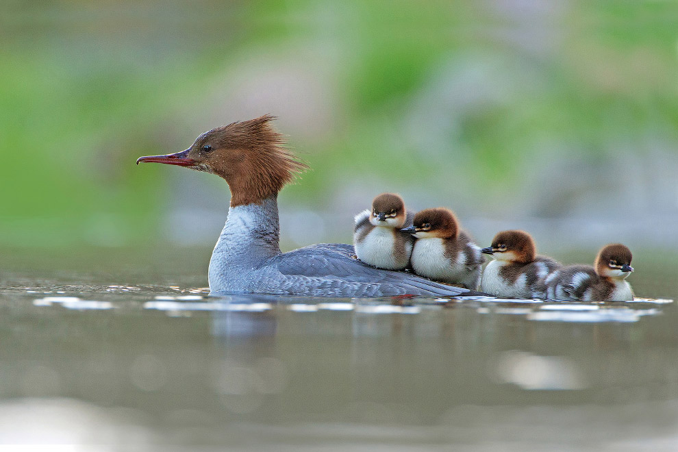 Победители "птичьего" конкурса Bird Photographer of the Year 2017...