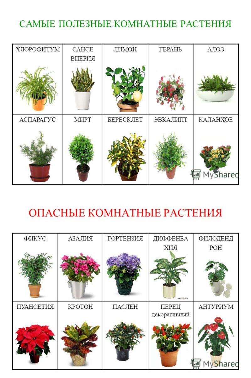 Красивые названия цветов растений. Домашние растения. Список комнатных растений. Комнатные растения названия. Название домашних цветов.