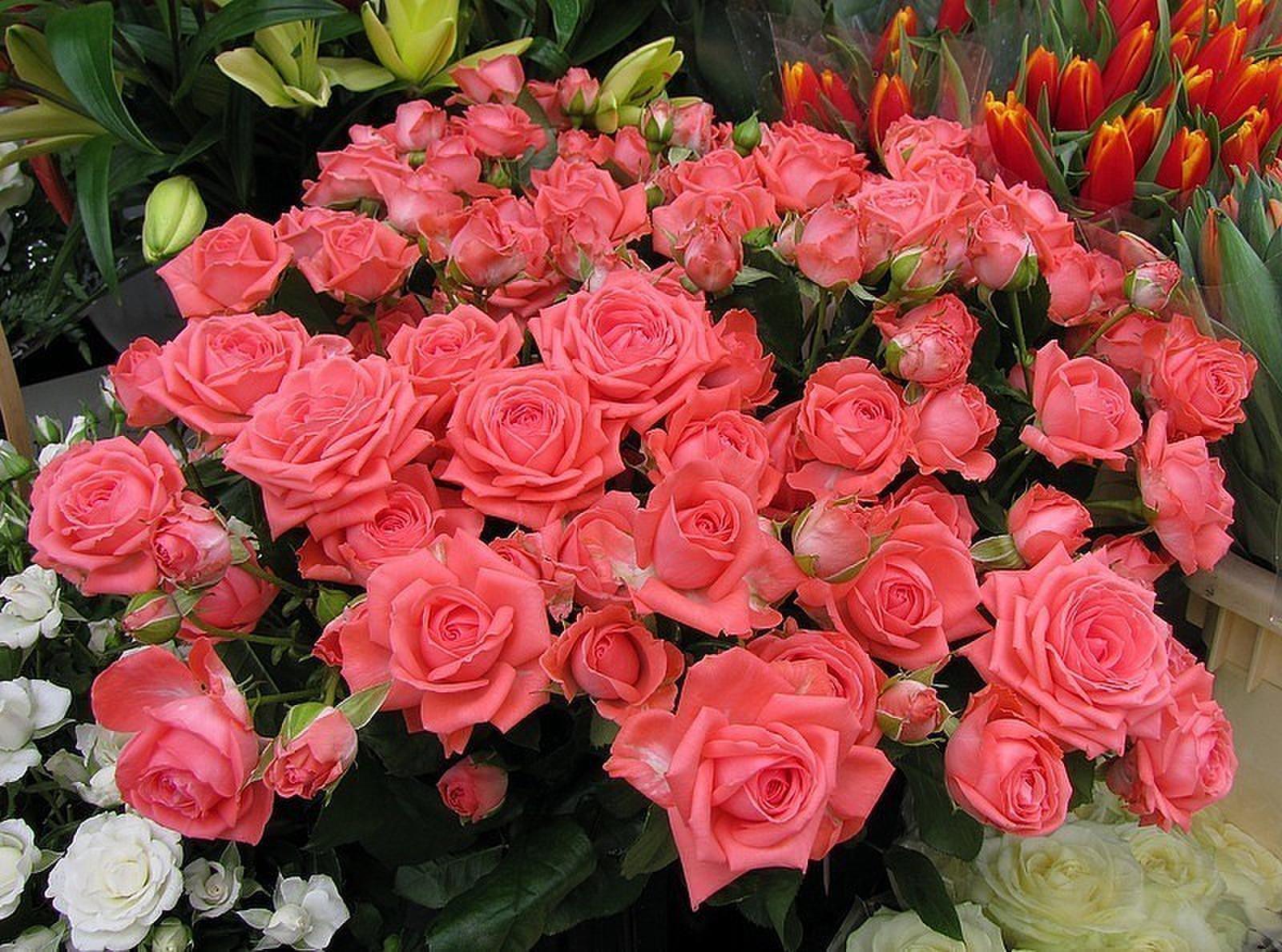 Доброго вечера красивые розы. Открытки с розами. Охапка красивых цветов. Шикарные букеты чайных роз. Розы для вас.