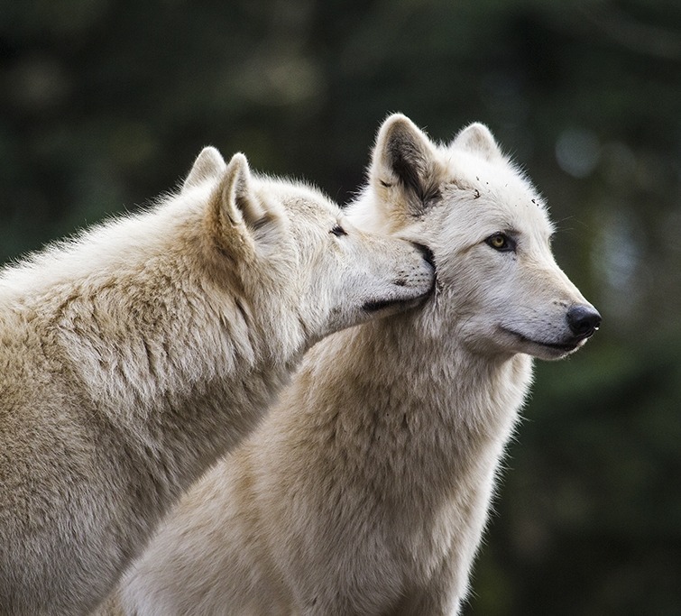 Название животных парами. Поцелуй волка. Волчий поцелуй. Волк вид сбоку. Белый волк домашний.