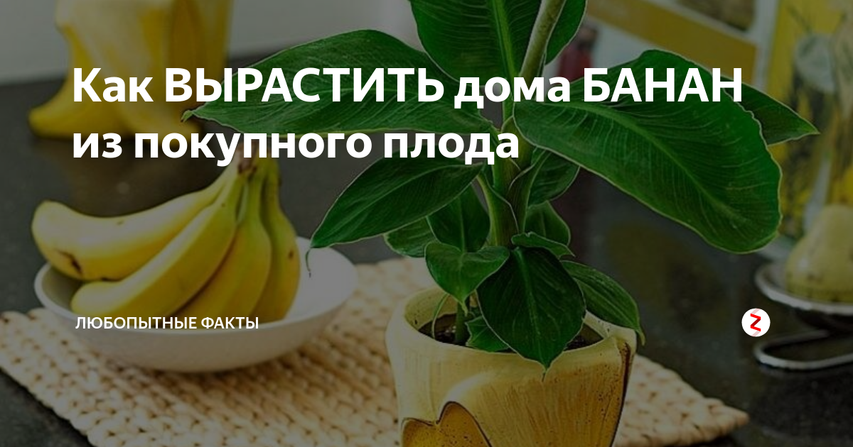 Как вырастить банан из банана. Как вырастить банан. Банан в домашних условиях выращивание. Вырастить банан в домашних условиях. Как вырастить банан дома.