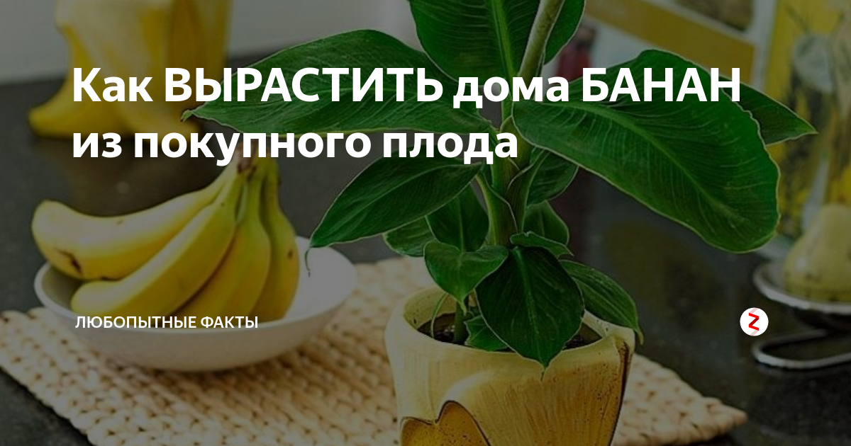 Как вырастить банан. Банан в домашних условиях выращивание. Вырастить банан в домашних условиях. Как вырастить банан дома.