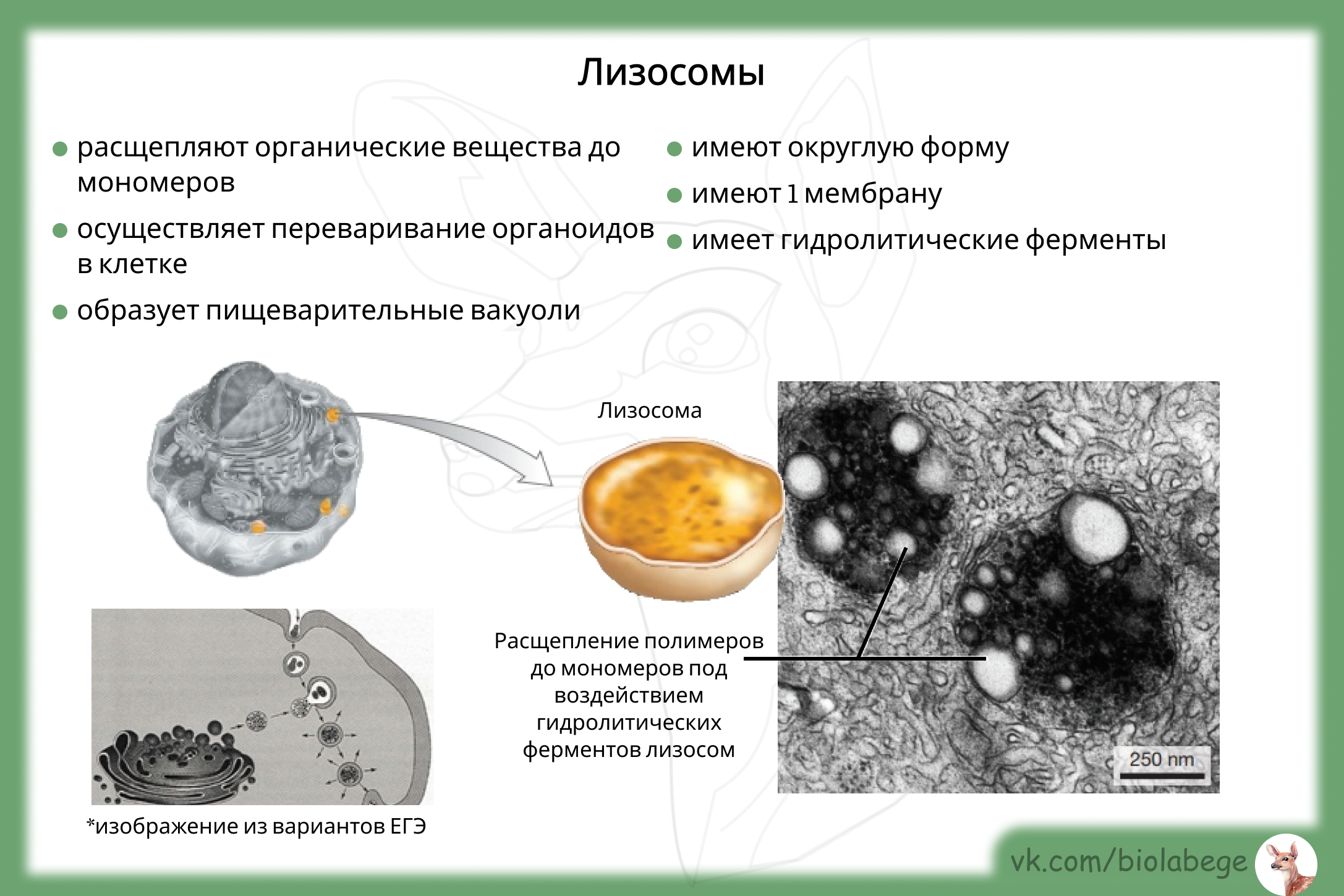 Лизосома упаковка веществ