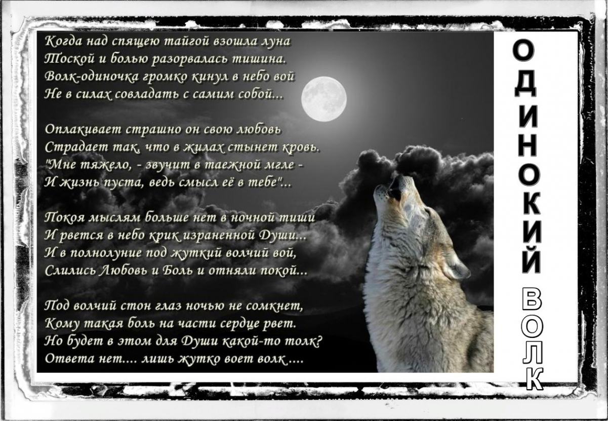 Песня одинокий волк ты боишься дня. Волк одиночка стихи. Стихи про одиноких волчиц и Волков. Стихи о волках со смыслом. Одинокая волчица картинки со смыслом.