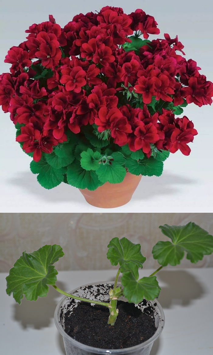 Королевская пеларгония Aristo Velvet Red