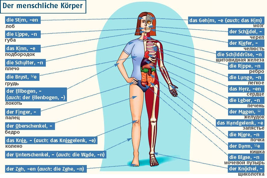 Human на русском языке. Анатомия человека на немецком языке. Части тела человека названия. Анатомическое строение человека на немецком. Название частей человека.