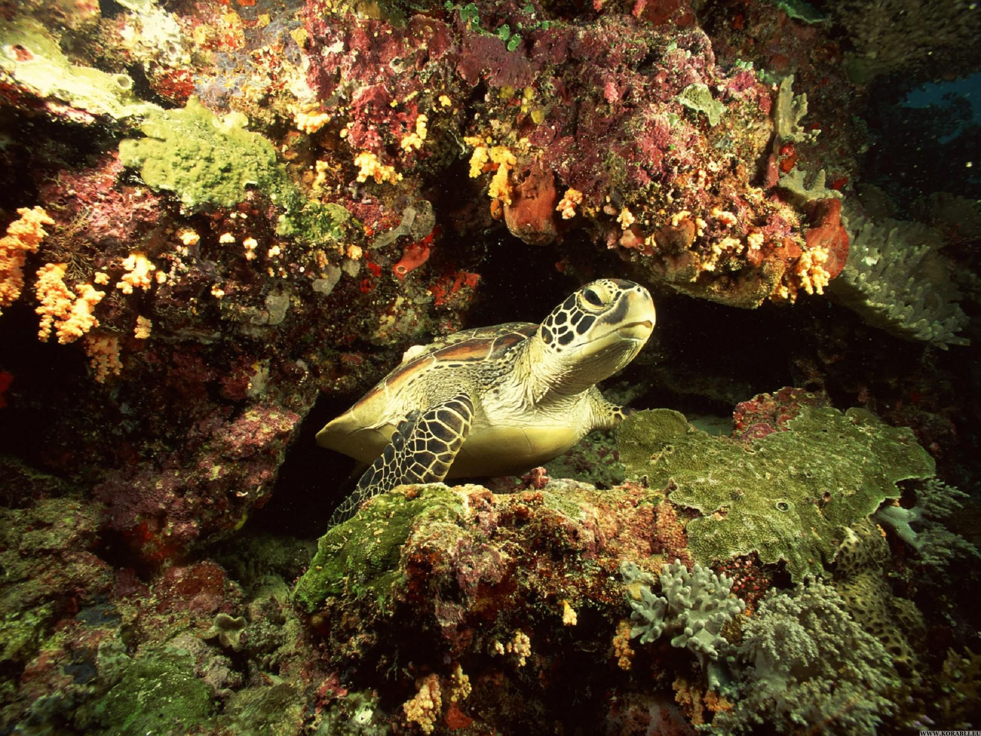 Фауна океанов. Подводный мир. Обитатели океана. Подводный мир океана. Подводные животные.
