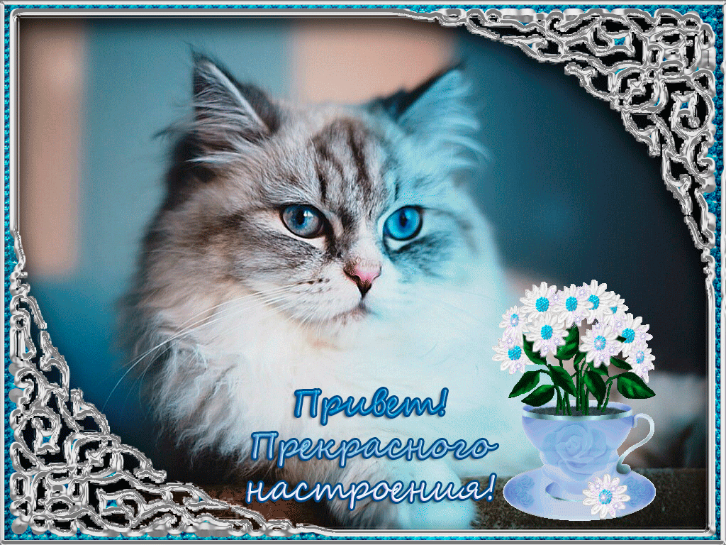 Пожелание чудесного настроения. Поздравления с хорошим настроением. Пожелание чудесного настроения. Открытки прекрасного дня и отличного настроения. Открытки с хорошими пожеланиями.