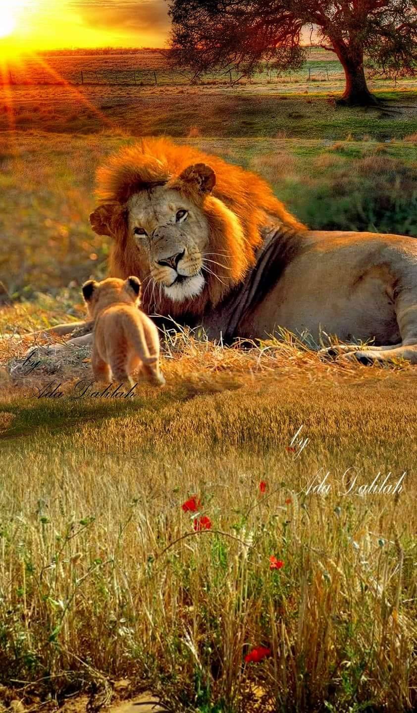 Звери под солнцем. Тигр в саванне. Природа и животные. Красивая природа с животными. Красивый Лев.