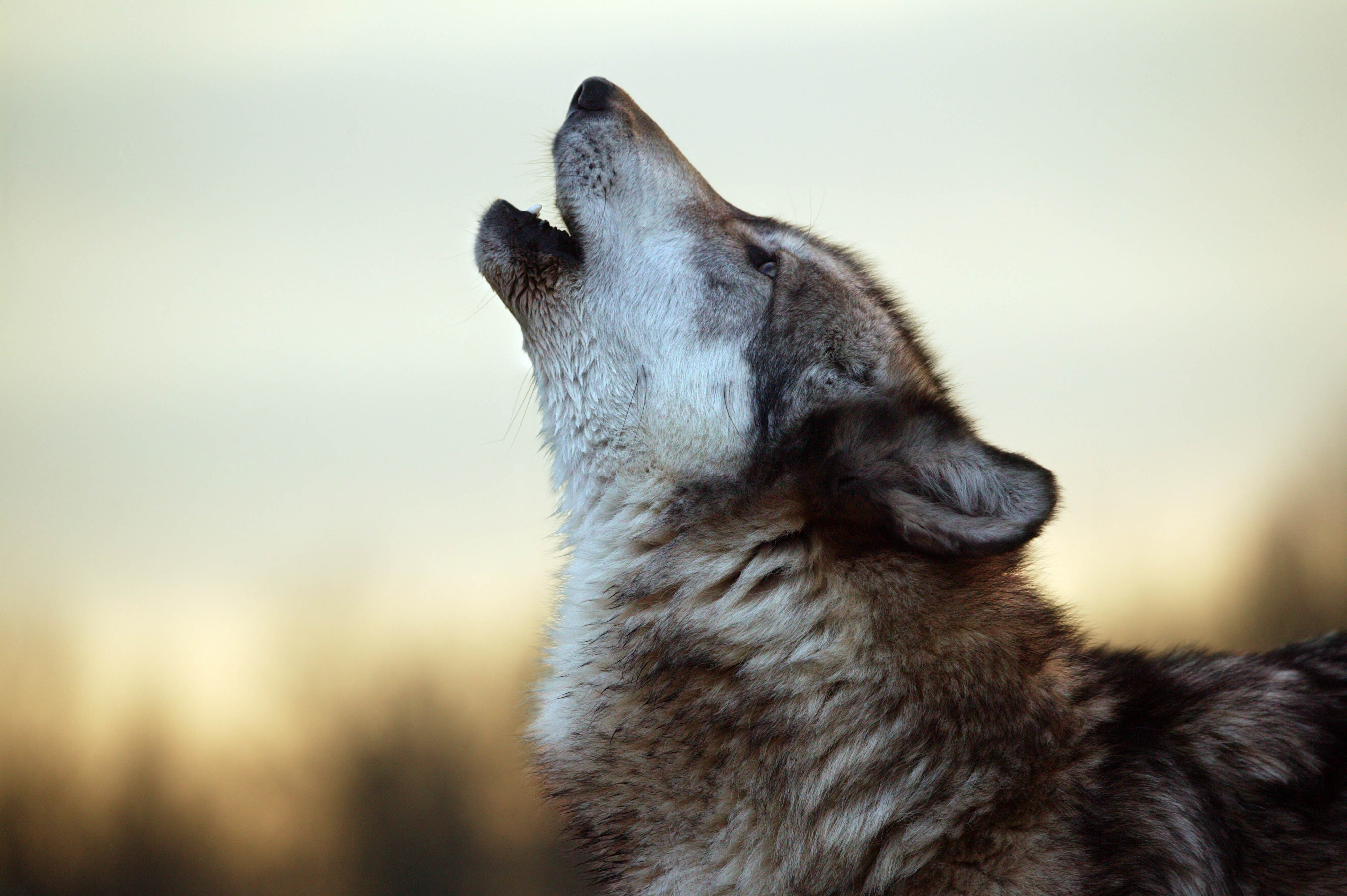 Воет днем человек. Воющий волк. Волчица воет. Вой волка. Морда воющего волка.