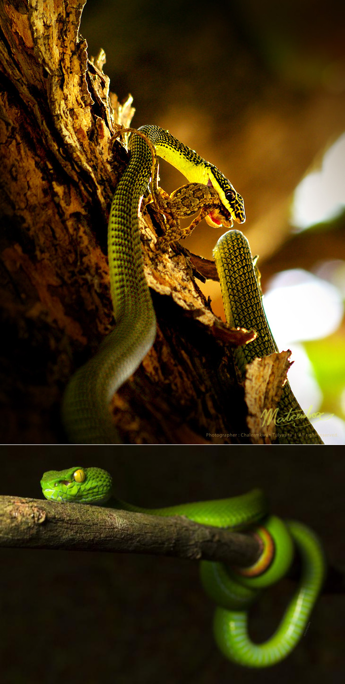 Тропические змеи