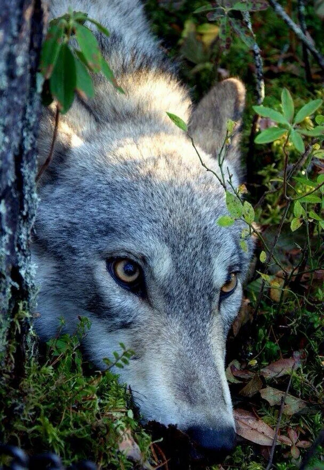 Волк наблюдает. Волк серый. Волчица. Серая волчица. Волк в лесу.