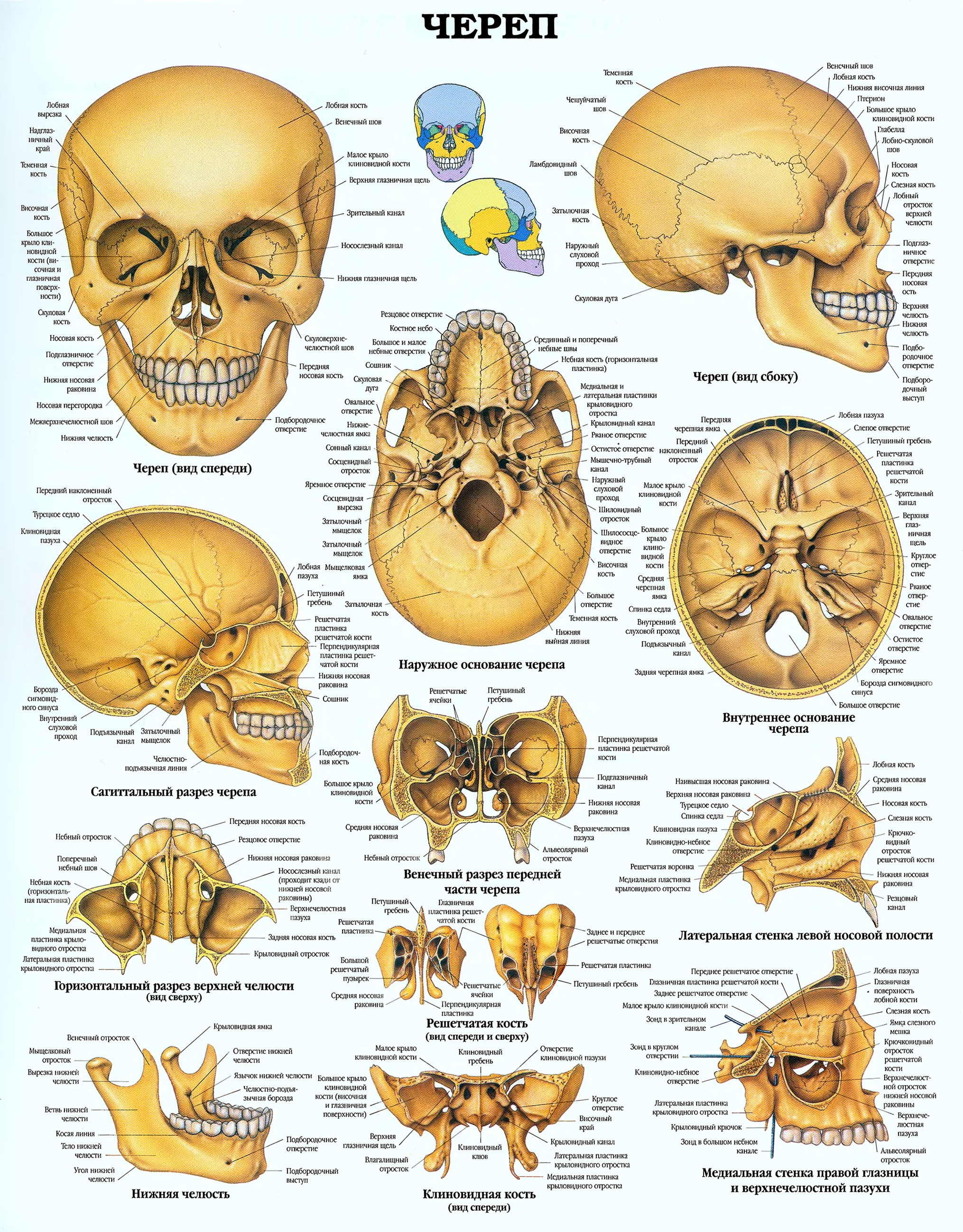 Назови кости черепа
