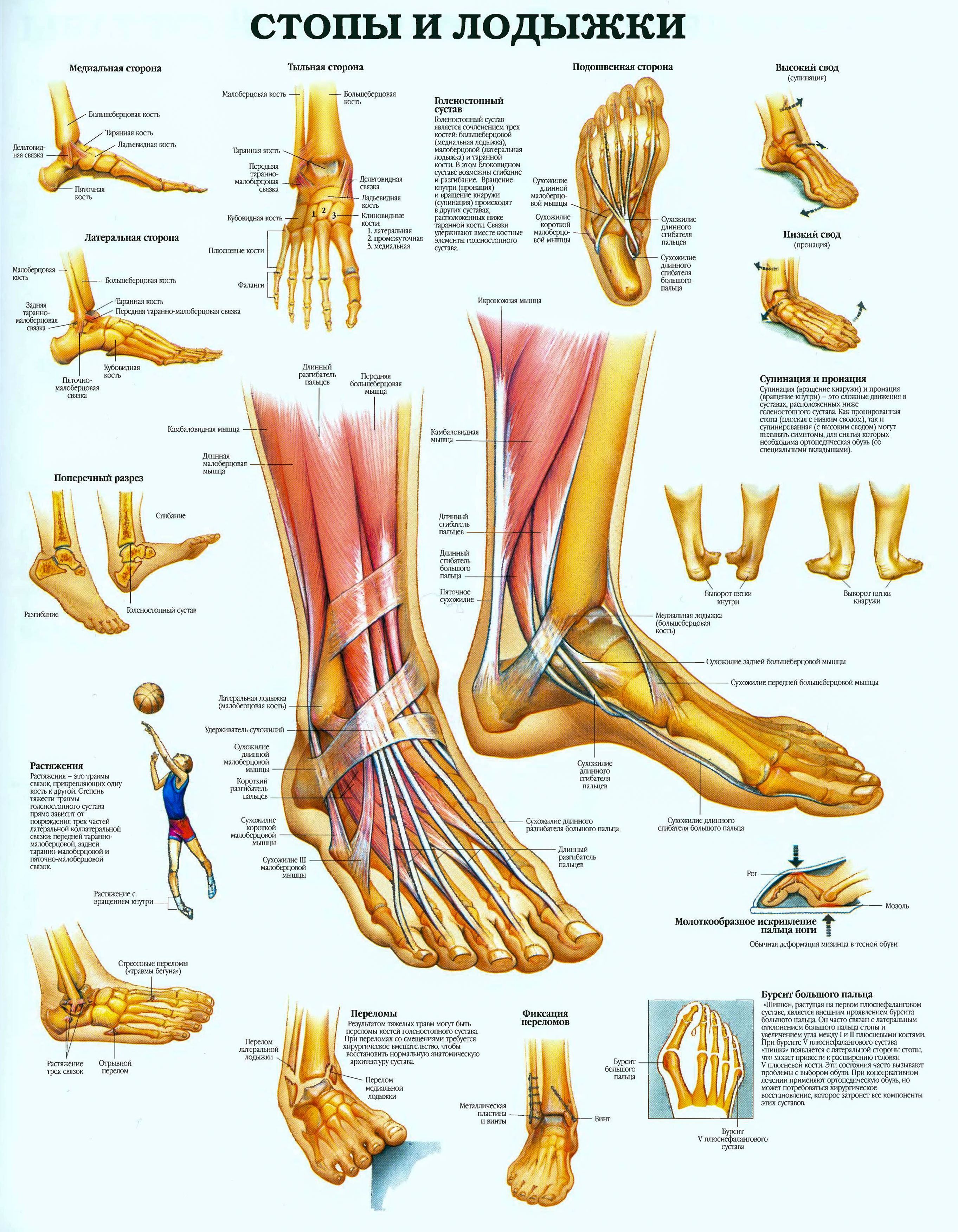 Foot muscle. Строение ступни человека кости. Анатомия щиколотки и стопы. Стопа человека анатомия и физиология. Строение голеностопа человека.