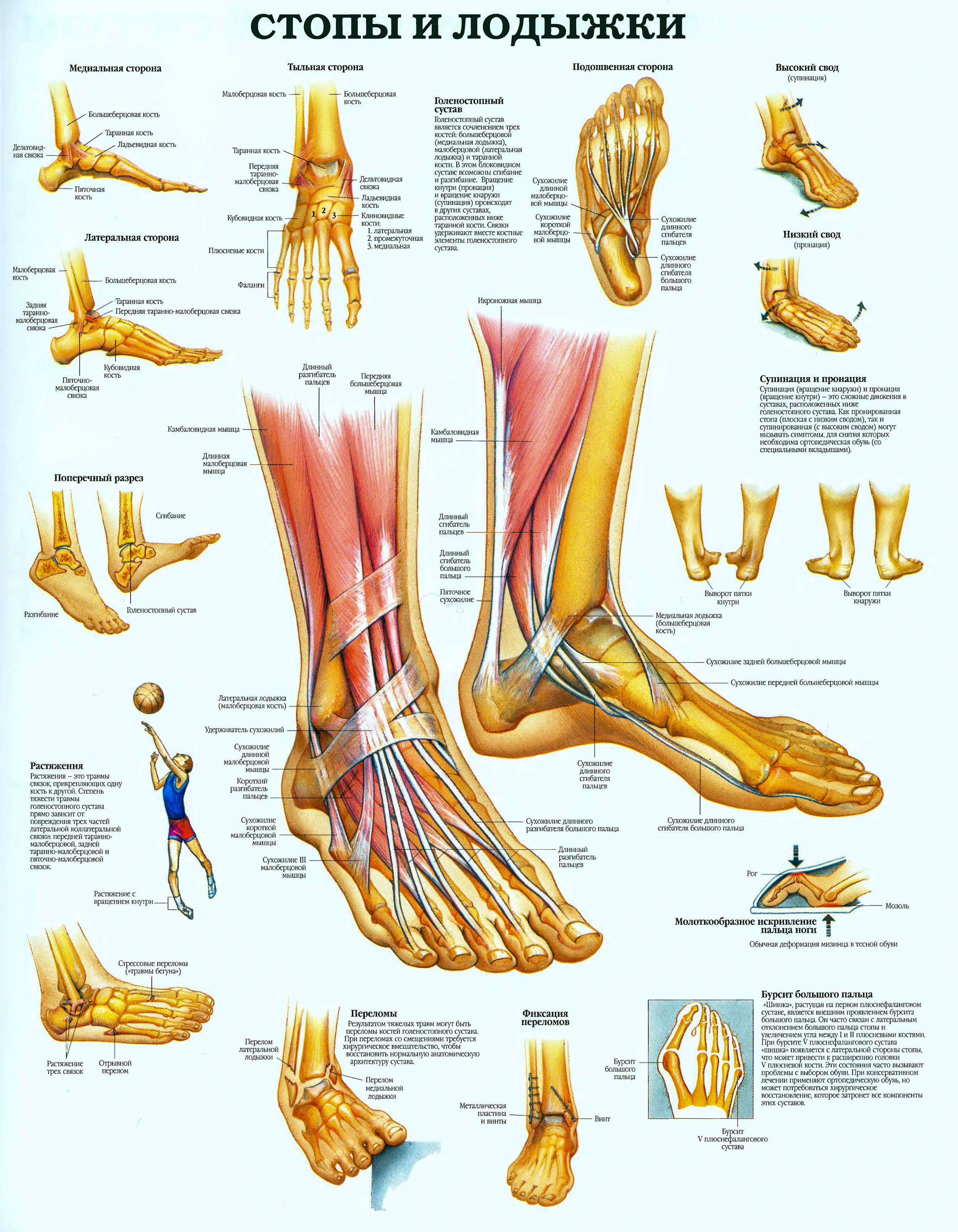 Щиколотки и лодыжки разница. Строение ступни человека кости. Анатомия щиколотки и стопы. Стопа человека анатомия и физиология. Строение голеностопа человека.