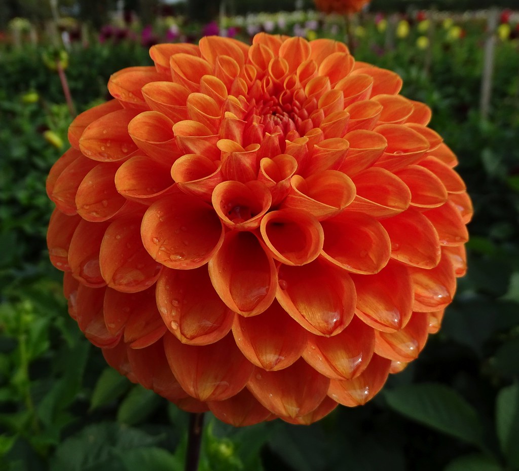 Dahlia merckii