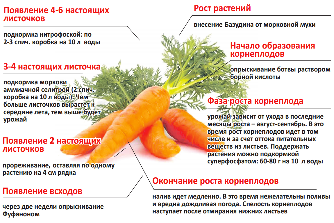 Можно ли кормящим морковь