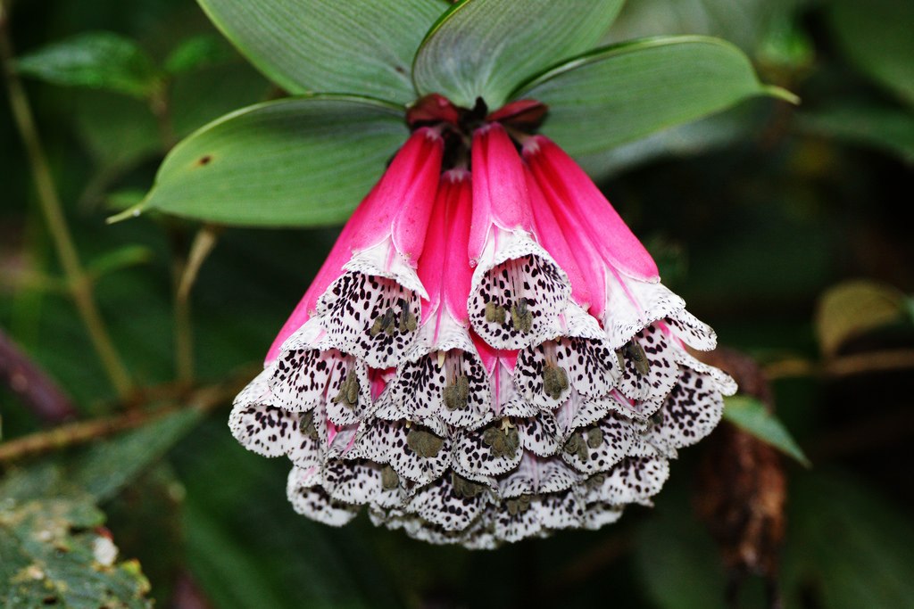 Cavendishia grandifolia