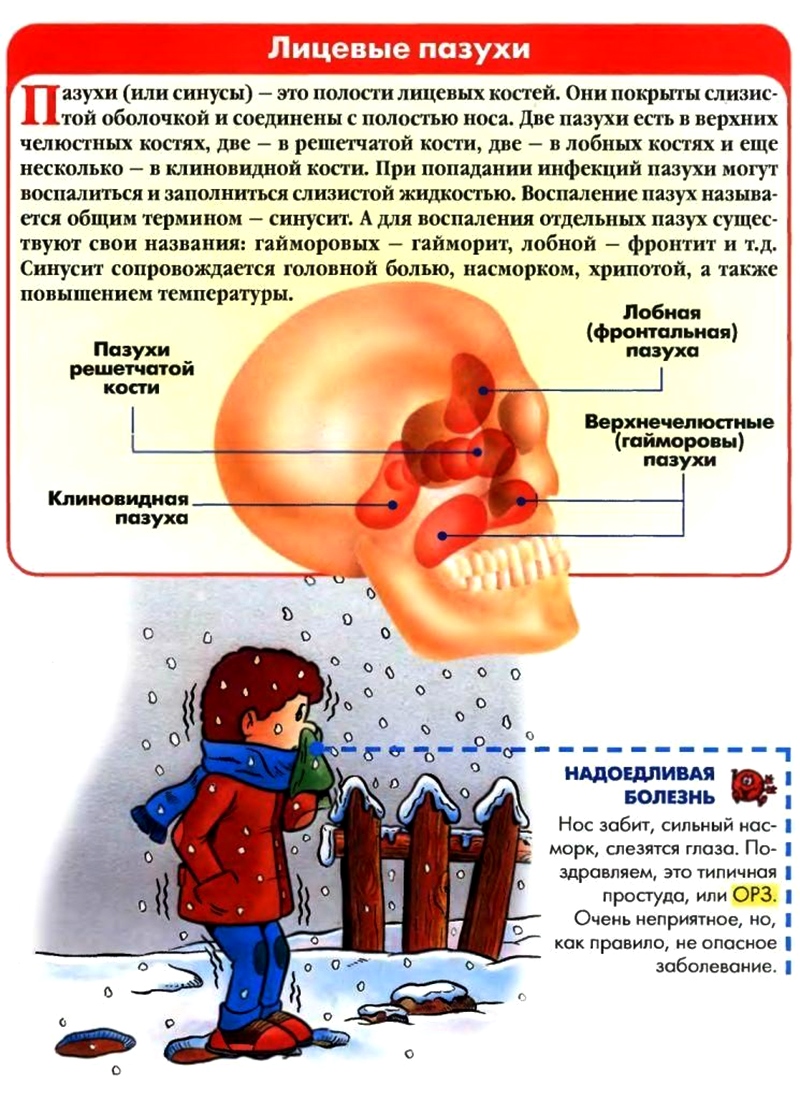 Почему пропадает вкус при простуде. После простуды пропало обоняние. Пропало обоняние ОРВИ. Потеря обоняния и вкуса. Исчезло обоняние после простуды.