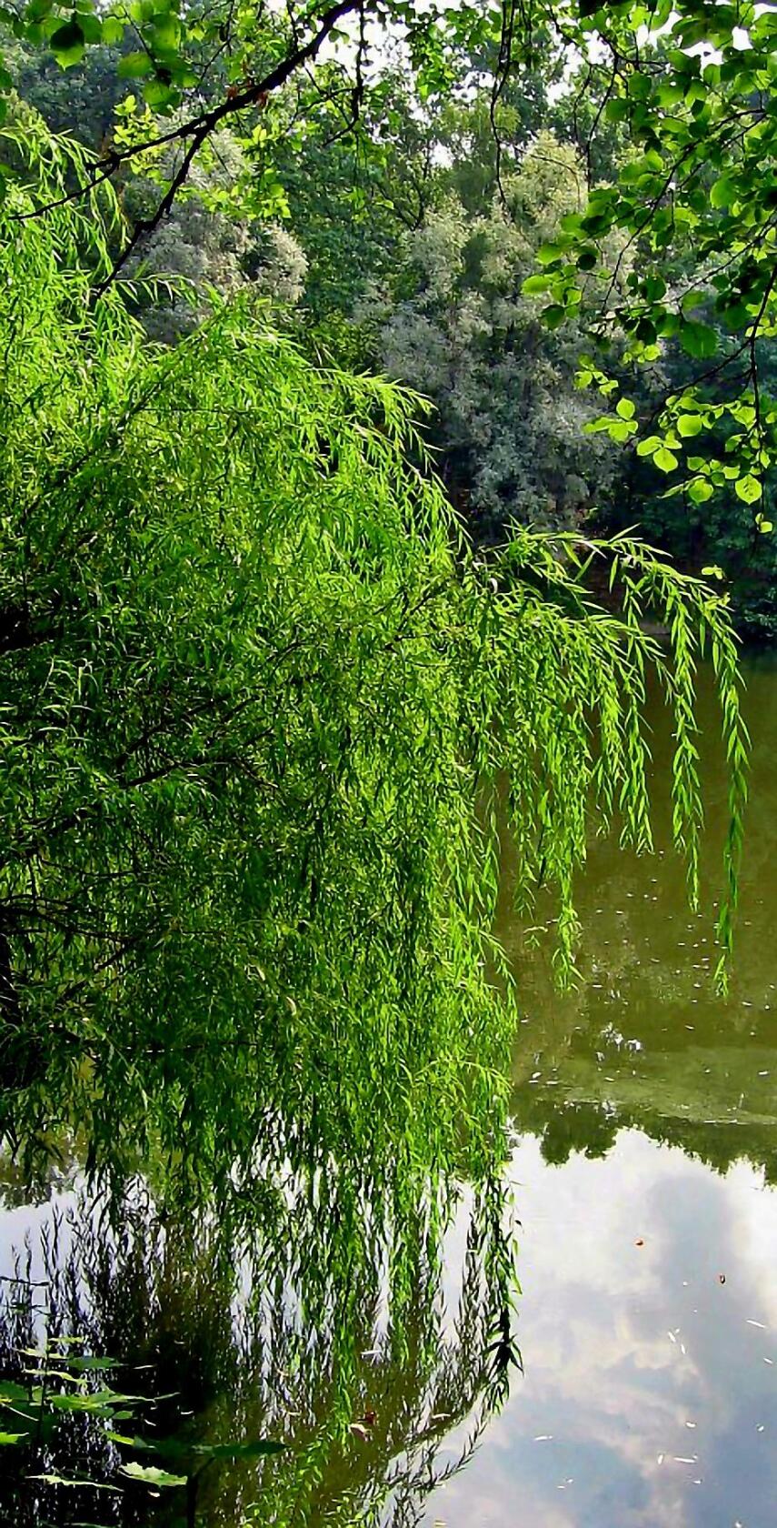 Над речкой ива свесила зеленую. Ива Ракита над рекой. Плакучая Ива у реки. Плакучая Ива дерево. Плакучая Ива у воды.