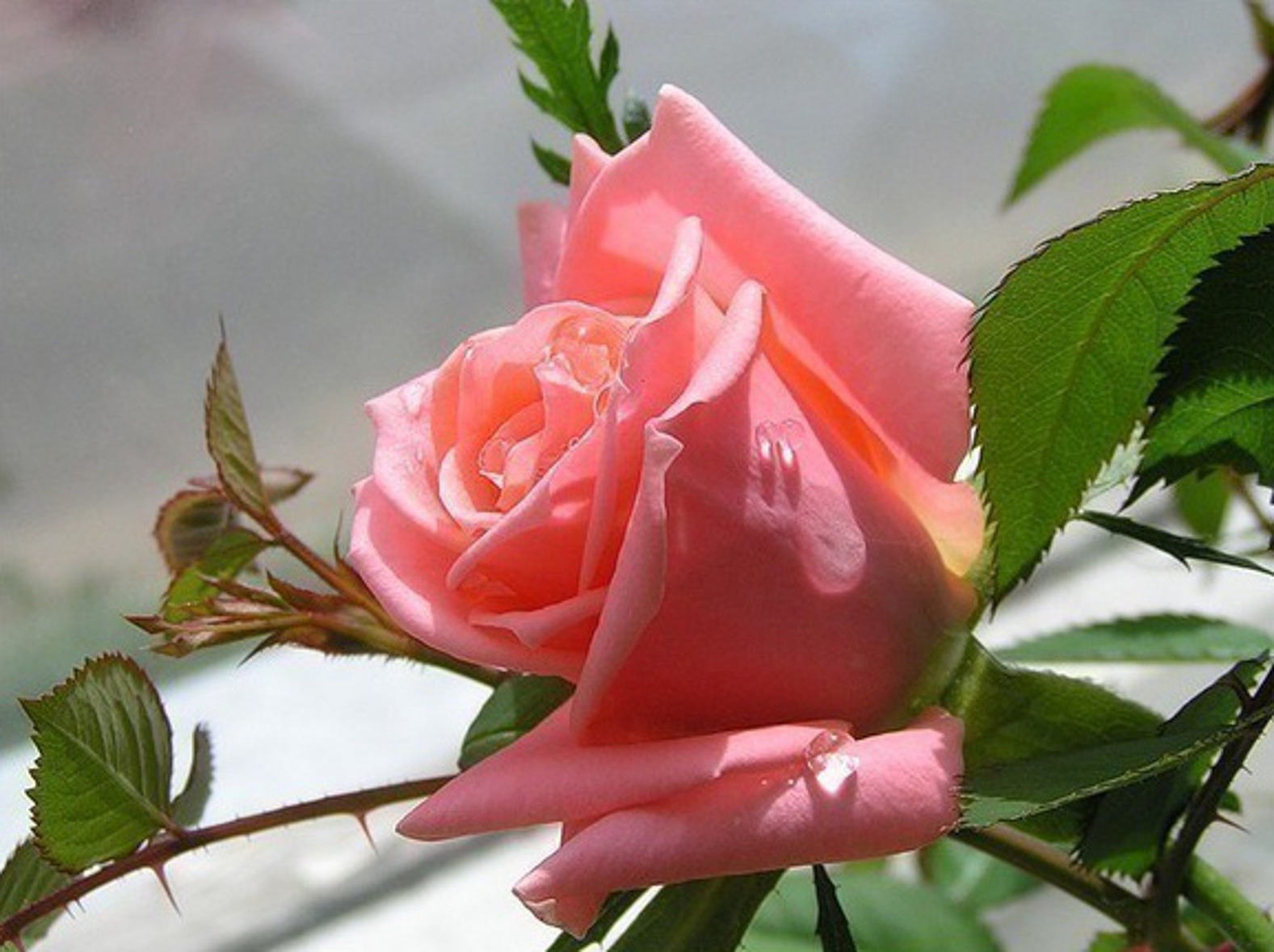 Все прекрасно. Красивые утренние розы. Роза счастья для тебя. Розы с пожеланиями счастья. Розы с пожеланиями добра и счастья.