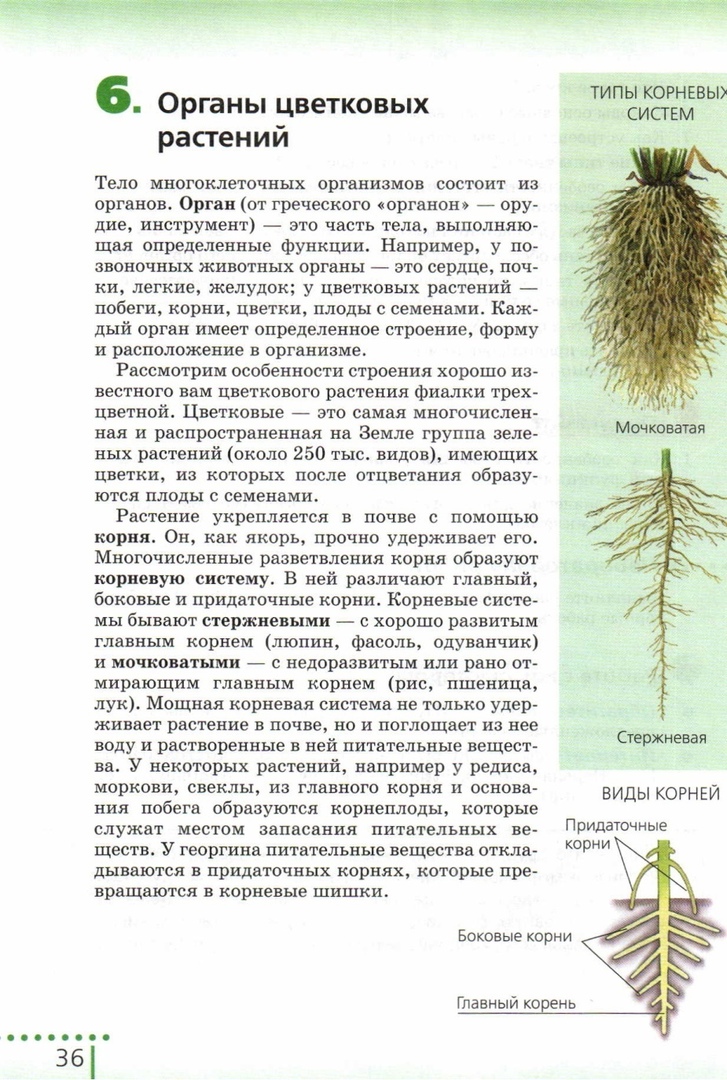 Корневая система цветковых растений. Особенности строения мочковатой корневой системы. Мочковатая корневая система Размеры. Растения с мочковатой корневой системой. Растения с мочковатой и стержневой корневой системой.