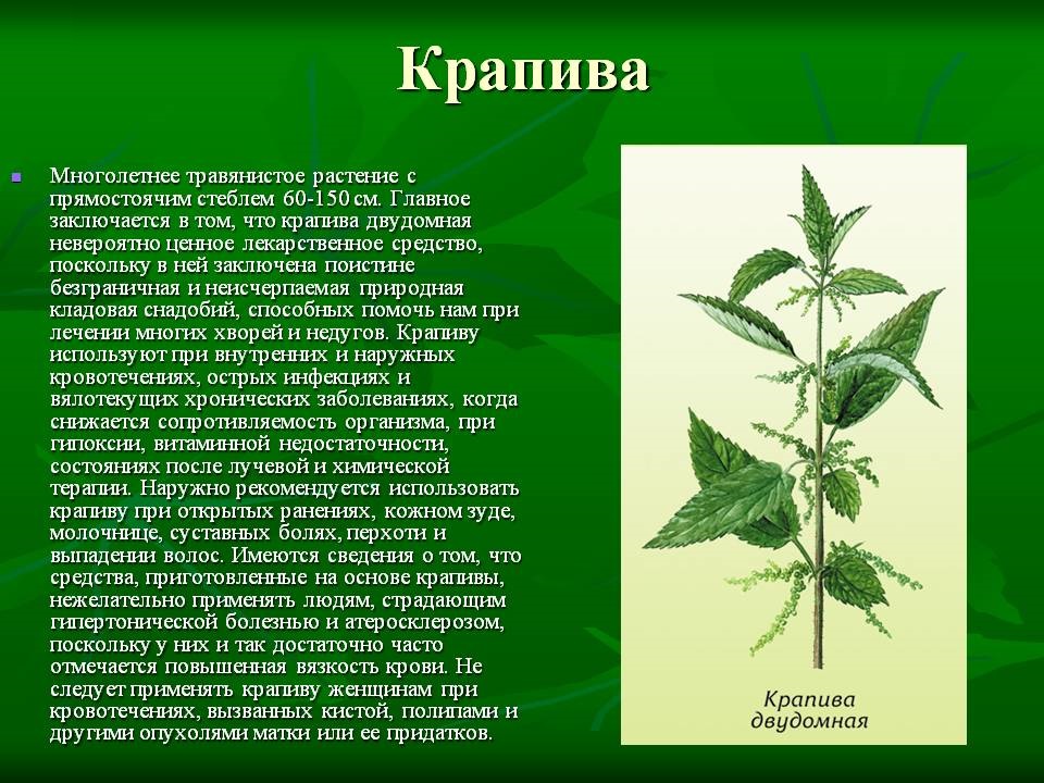 Известно что крапива двудомная многолетнее. Доклад про крапиву. Лечебные растения. Крапива лекарственное растение. Сообщение о крапиве лечебном растении.