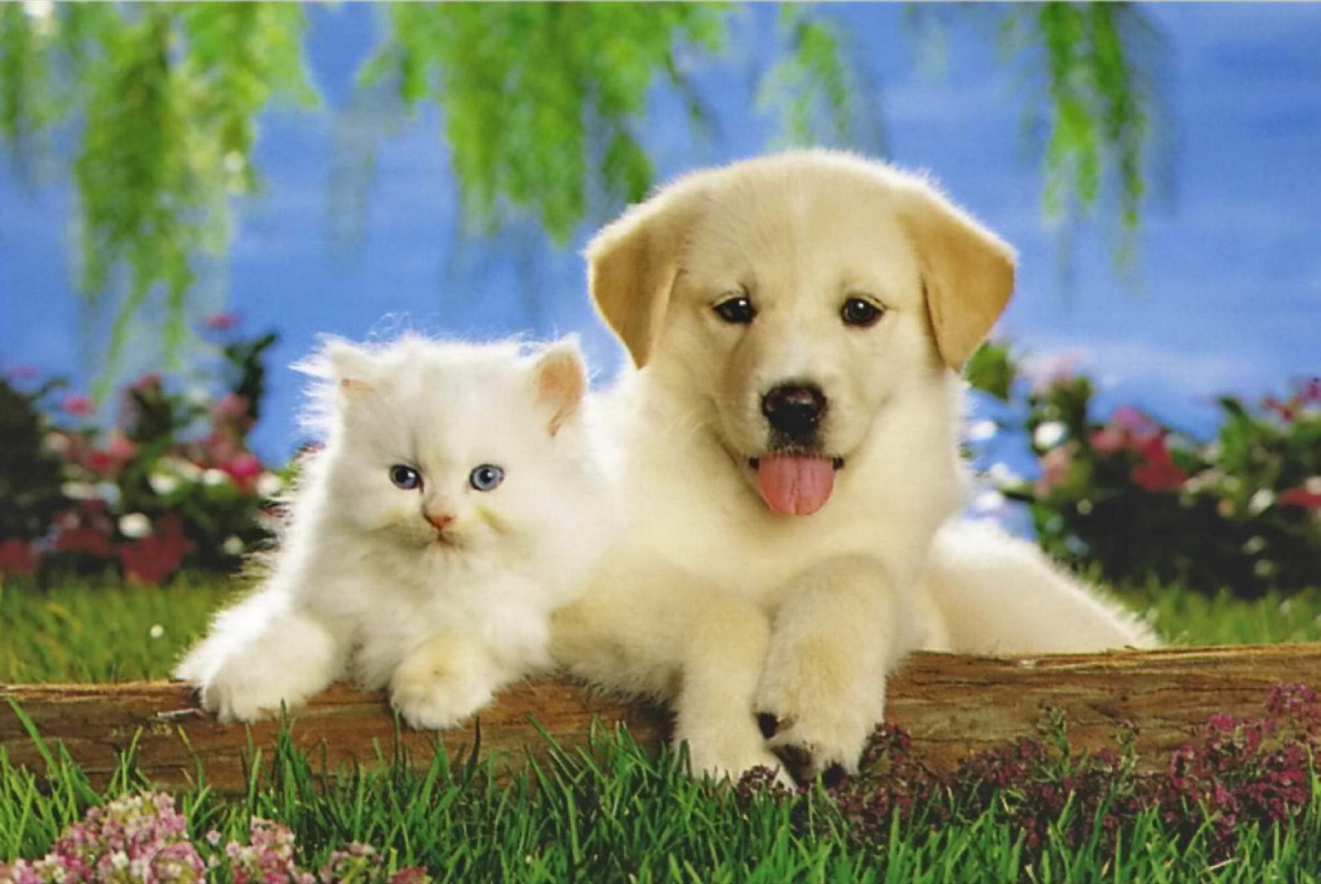 Игры любимые животные. Собачки и кошечки. Красивые собаки и кошки. Щенок и котенок. Милые котята и щенки.