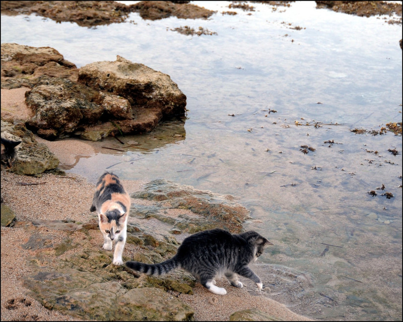 Кошки в озерах. Озеро Ван Турция кошки. Кошачий пляж в Италии. Кот на пляже. Кошачье озеро.