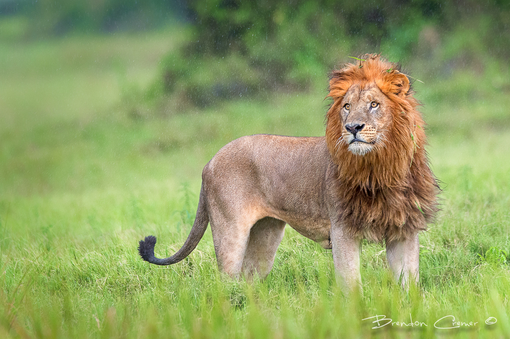 Lioness in the rain фото