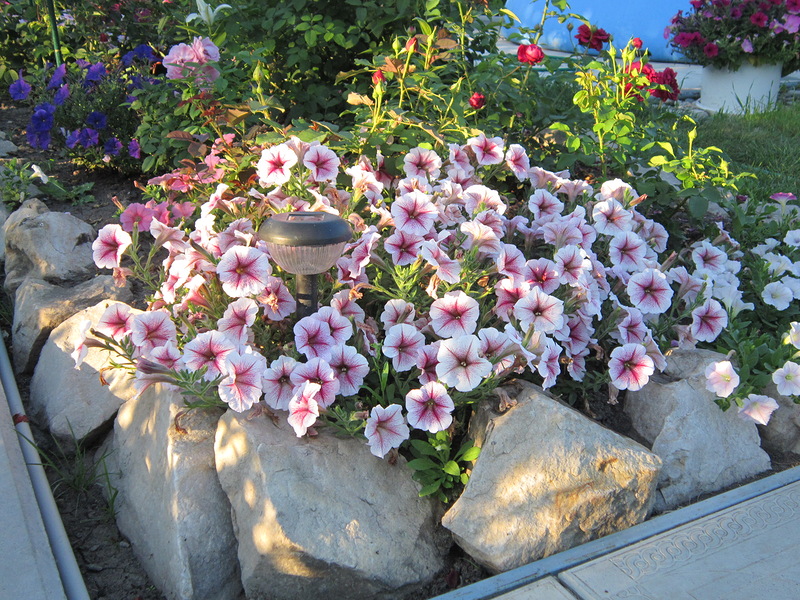 петуния Opera Raspberry Ice (Опера Расберри Айс) | сад дизайн | Постила