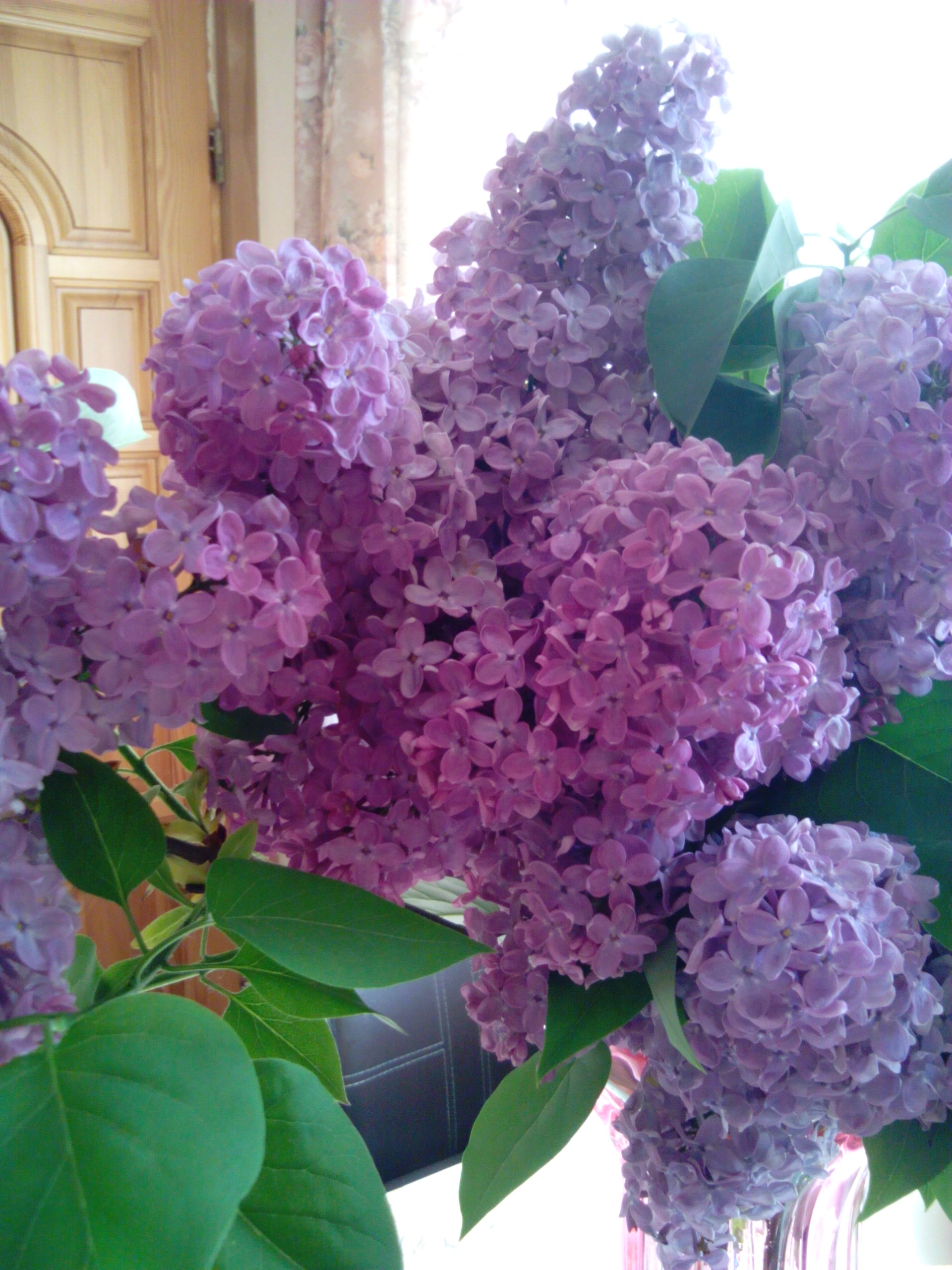 Любимый цветок сирень. Сирень вильгельм пфитцер. Сирень spring sonet. Букет сирени. Любимый цветок сирень.